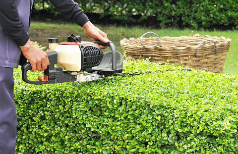 entretien espaces verts taille des haies et arbustes