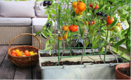 potager dans son balcon