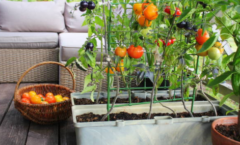 potager dans son balcon