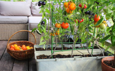 potager dans son balcon