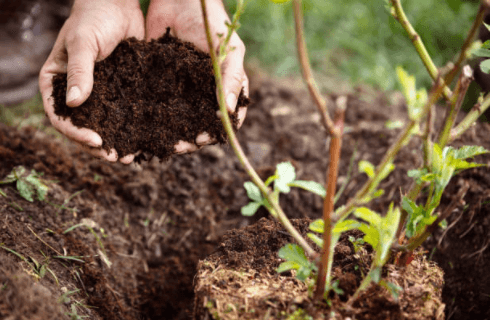 plantation d'un arbre